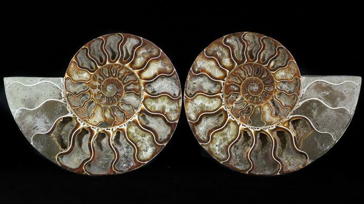 Cut/Polished Ammonite Pair - Agatized #47690